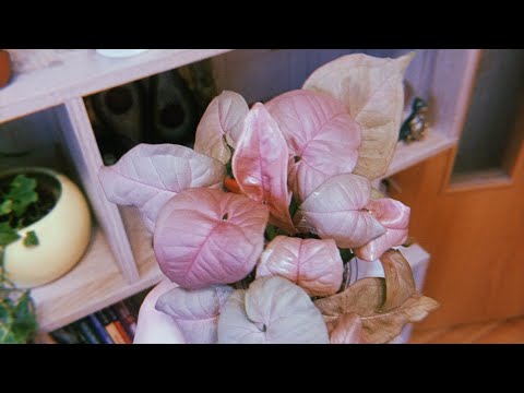 Видео: Обзор моих комнатных растений на стеллаже зимой