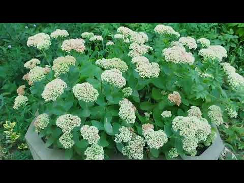 Видео: Городские дворики в июле