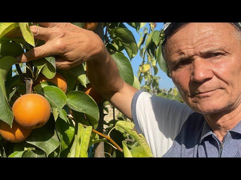 Видео: КИВИ НОКНИ .