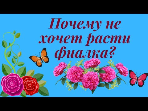 Видео: Фиалка остановилась в росте. Причины и что делать?