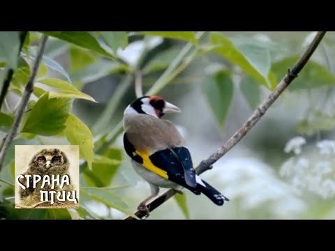 Видео: Беспокойное лето в Гранкином лесу / Страна птиц