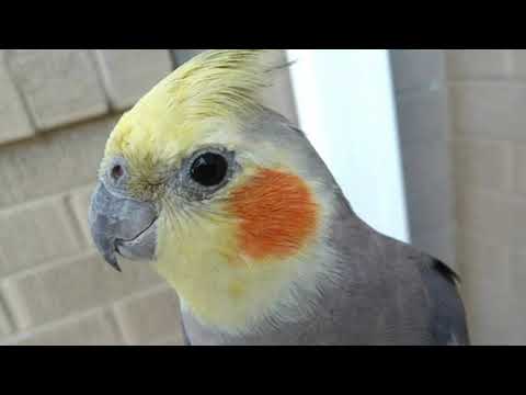 Видео: 💛Все о кореллах | Питание | Содержание