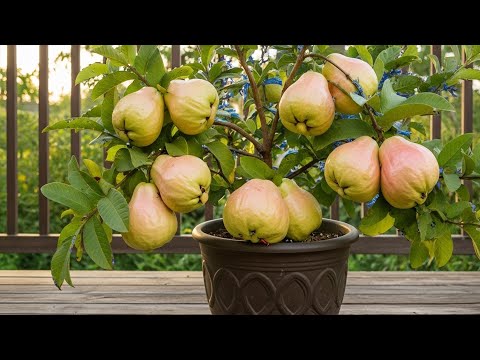 Видео: 🍈3 способа ускорить рост гуавы. Уникальная техника прививки гуавы #guavaLong