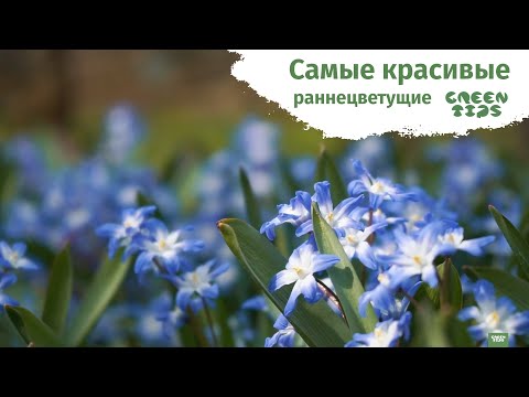 Видео: 🌸 САМЫЕ РАННИЕ ЦВЕТЫ. МЕЛКОЛУКОВИЧНЫЕ