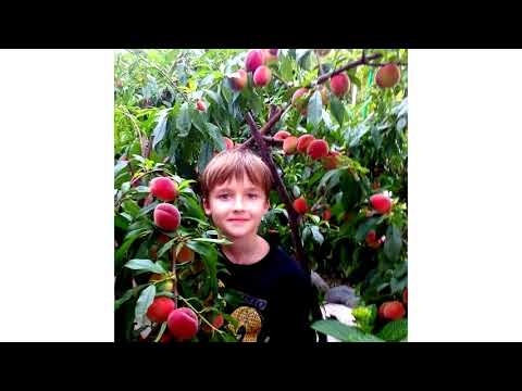 Видео: Рекомендованные сорта фруктовых деревьев для Приморского края (часть 1)