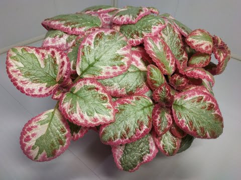 Видео: Монолог про цветок - Эписция акварельная "Клеопатра"