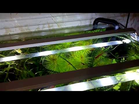 Видео: Очень простой но эффективный светильник для аквариума