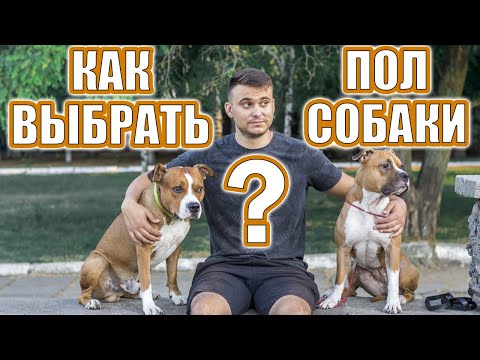 Видео: Как выбрать пол собаки || ДРЕССИРОВКА СОБАК || "CHAMPION"