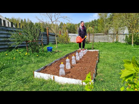 Видео: 2 раза "поссорились" покуда сажали грядку :) Жизнь в деревне молодой семьи!
