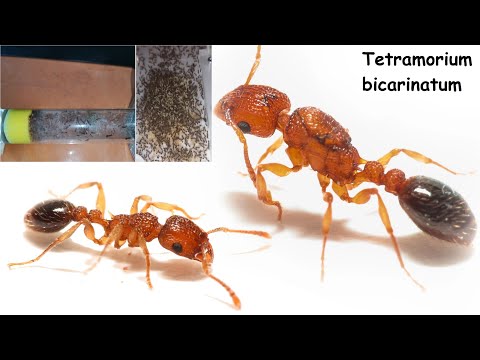Видео: Tetramorium bicarinatum! Мой опыт содержания. О виде в целом и тд.