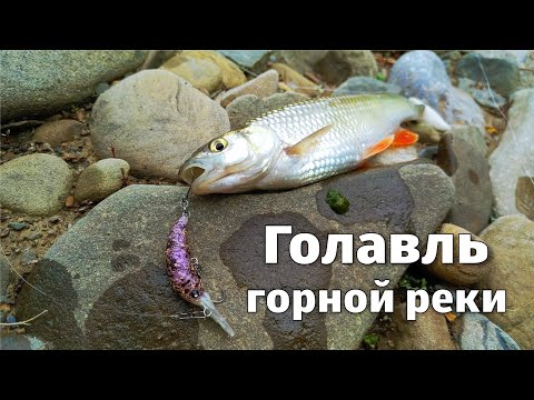 Видео: Ловля ГОЛАВЛЯ. Голавль на спиннинг в горах.