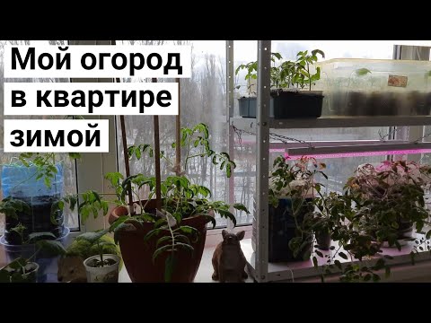 Видео: Выращиваю салаты, микрозелень, помидоры, огурцы, перец. Мой огород на окне.