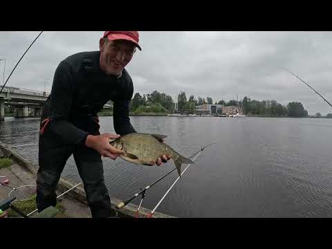 Видео: Лещ, Карась, Плотва. Херабуна на течении, река Bullupe. Riga, Latvia.