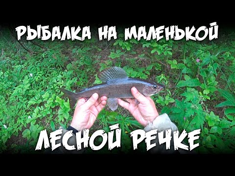 Видео: Рыбалка на маленькой лесной речке / Крупный хариус