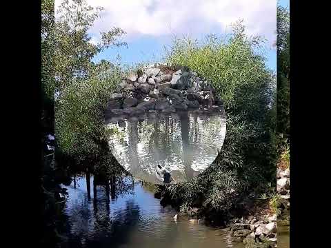 Видео: In the park #enjoybeautiful #naturalbeauty #park #pond #ducks #парк #пруд #утки #наблюдательприроды 