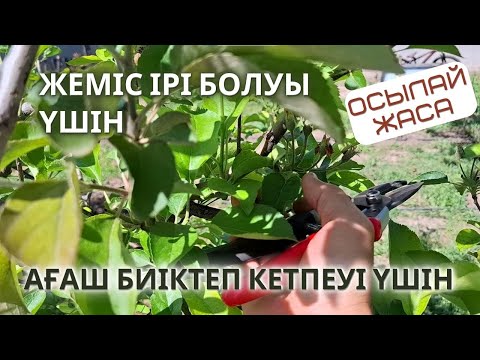 Видео: ЖЕМІС АҒАШЫН ЖАЗДА КЕСУ / Шырпу | жасыл, өсу кезіндегі жұмыстар