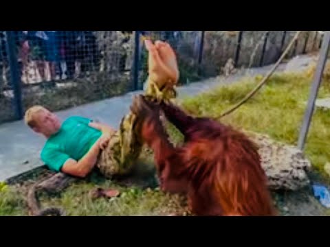 Видео: СМЕХ! Орангутан-ортопед  Дана проверяет в каком состоянии суставы Олега Зубкова!