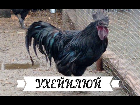 Видео: Куры породы Ухейилюй. Отзимовали. Будет еще один курятник.