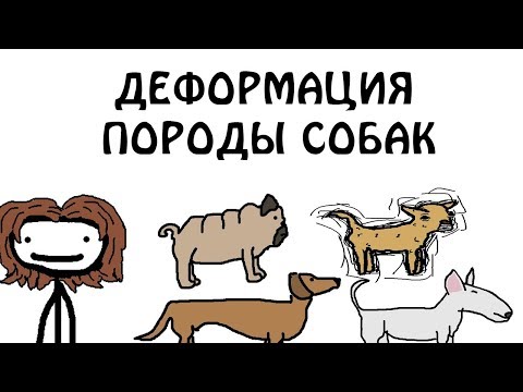 Видео: "Деформация породы собак" - Академия Сэма О'Нэллы (Озвучка Broccoli)