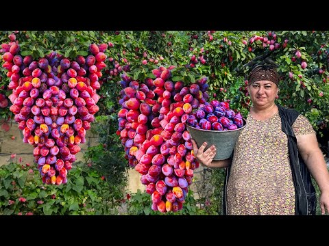 Видео: Урожай сливы | Бабушка приготовила пирог и варенье