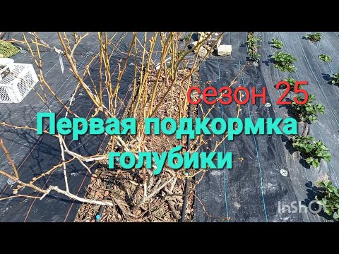 Видео: Первая подкормка голубики. Делаем ПРАВИЛЬНО.