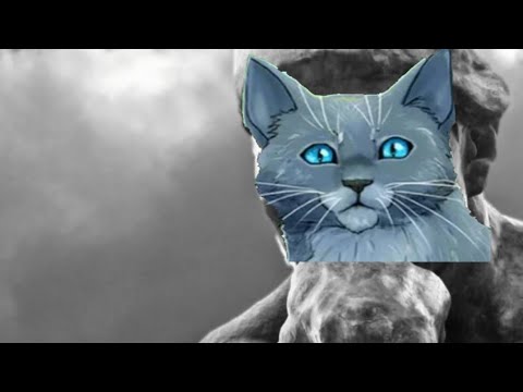 Видео: Топ 5 мыслей в Котах-Воителях || Коты-воители || Кошачья Мята
