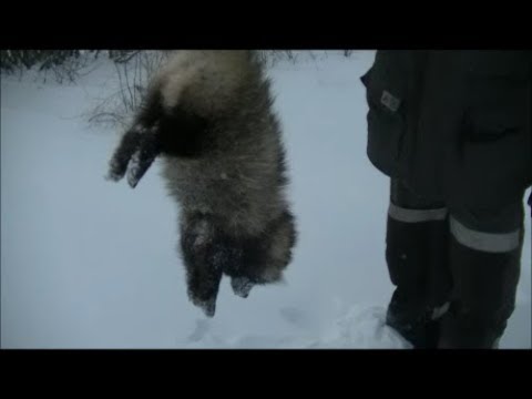 Видео: Охота на пушных  Выделка шкуры   Часть 1