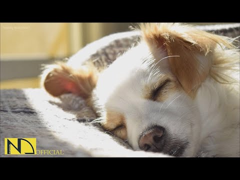 Видео: 20 часов любимой музыки собак🐶💖Музыка для сна собак 🐶🎵 Музыка для снятия беспокойства при разлуке🎵