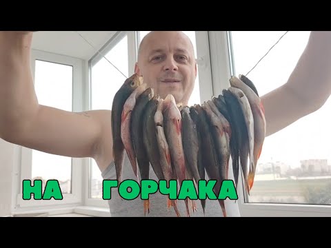 Видео: Неожиданно был хороший клёв. На окуня с мальком.