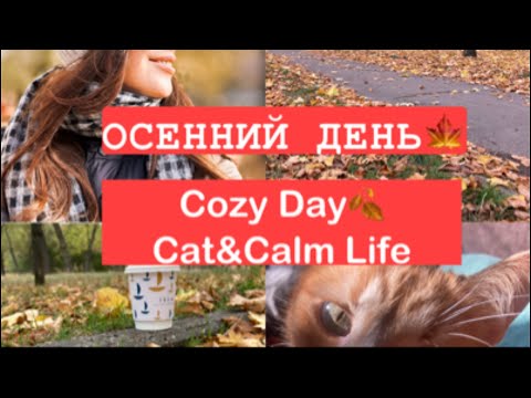 Видео: ВЛОГ🪴 Осенний день 🍂Эстетика будня. Прогулка. Уют и коты 🐈/ Cozy Day. Lifestyle. Cat&Calm Life😻