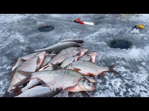 Видео: ОНИ ПРУТ на ВЫМЯ и ЗИМНЮЮ ДОНКУ! Лучшая зимняя рыбалка 2023