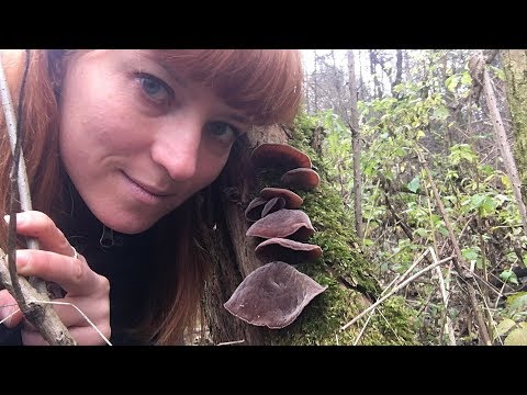 Видео: ПО ГРИБЫ В НОЯБРЕ. Часть 1. Ежовик пестрый, Фламмулина, Аурикулярия уховидная