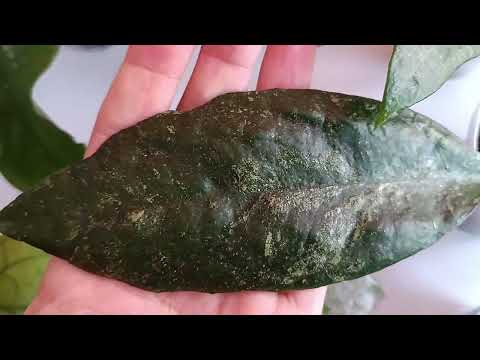 Видео: Хойи. Новинки в моей коллекции.