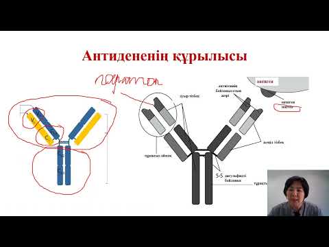 Видео: Биология. 11 класс.Antibodies Structure and Function.