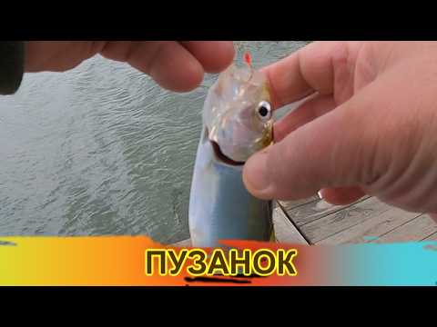 Видео: пузанок  / очень увлекательная рыбалка / Маяки /Днестр