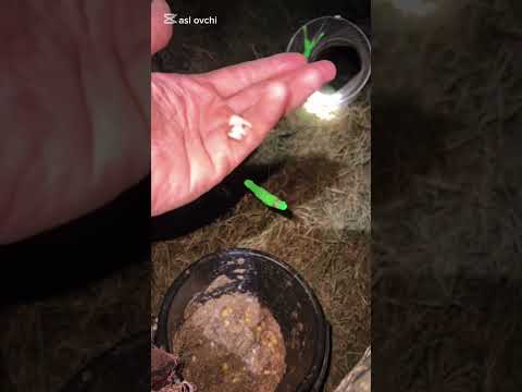 Видео: 9 ноября 2025 г.