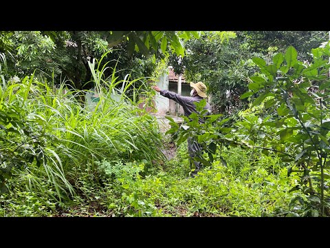 Видео: 😱 Шок трансформации Заросший сад Уборка заброшенного дома [Уборка зарослей]