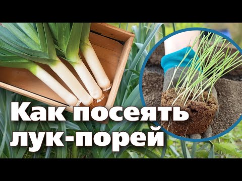 Видео: МАСТЕР-КЛАСС ПО ВЫРАЩИВАНИЮ РАССАДЫ ПОРЕЯ