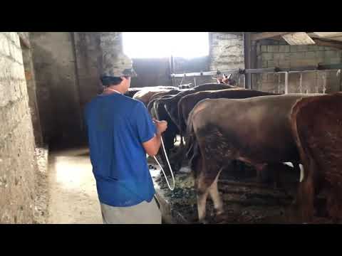 Видео: Откорм бычков Какие витамины надо делать Как надо делать витамины