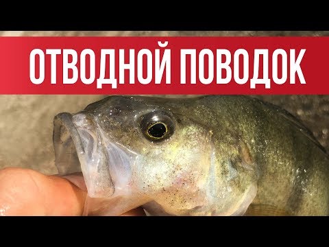 Видео: ОТВОДНОЙ ПОВОДОК! Самый ЛУЧШИЙ и ПРОСТОЙ монтаж 2019 | Рыбалка с Fishingsib