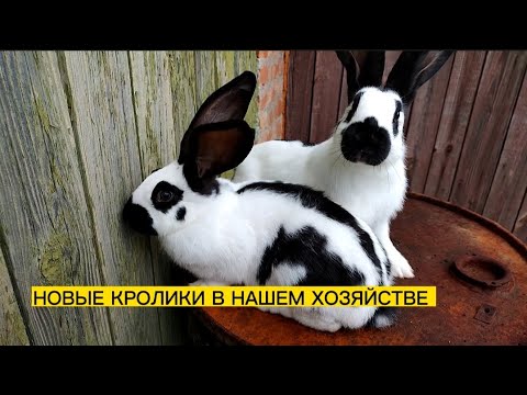 Видео: НОВАЯ ПОРОДА КРОЛИКОВ В НАШЕМ ХОЗЯЙСТВЕ.НПВ"СТРОКАЧ"/ДЕРЕВЕНСКИЕ БУДНИ.