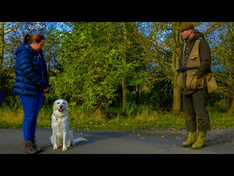 Видео: Типичная индивидуальная тренировка с профессиональным кинологом