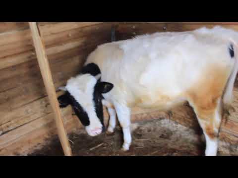 Видео: КАРКАСНАЯ СТАЙКА ДЛЯ СИБИРИ.