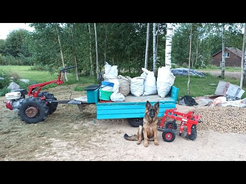 Видео: "Как копал, как страдал" Высокие гребни борозен и картофелекопалка КМ-1 МТЗ Weima WM188F 13л/с.