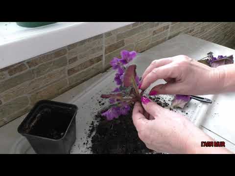 Видео: Почему у фиалки вянут листья и теряется упругость