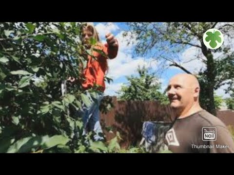 Видео: Великолепное  вишнёвое  варенье/ Когда на ходу отвалилось колесо🤪/  А также грибы, ласточки и пчёлы.