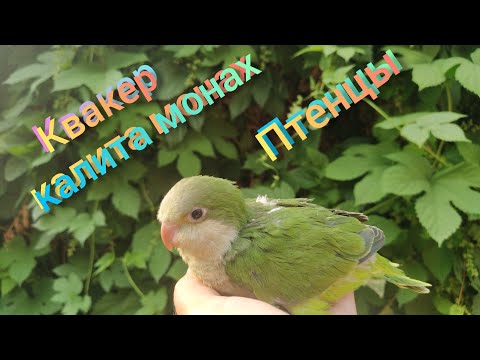 Видео: Квакер калита монах заговорил, создал семью и растит малышей!!!!! Мы в восторге!!!