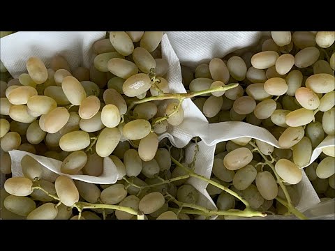 Видео: Олтиариқ узум бозори