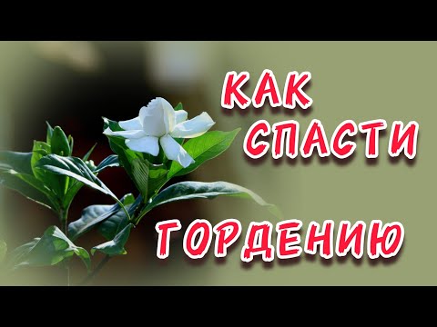 Видео: Гардения уход в домашних условиях. Gardenia care at home.