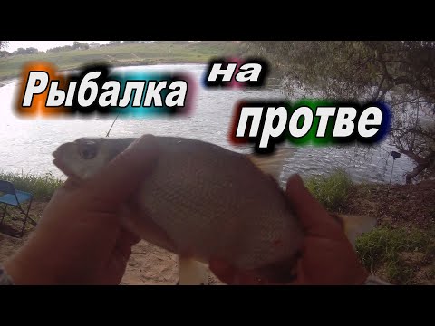 Видео: Рыбалка на реке Протва#19.Сентябрьский ЛЕЩ.День Кремёнок.Ирландская звезда Тони Уоткинс в Серпухове.